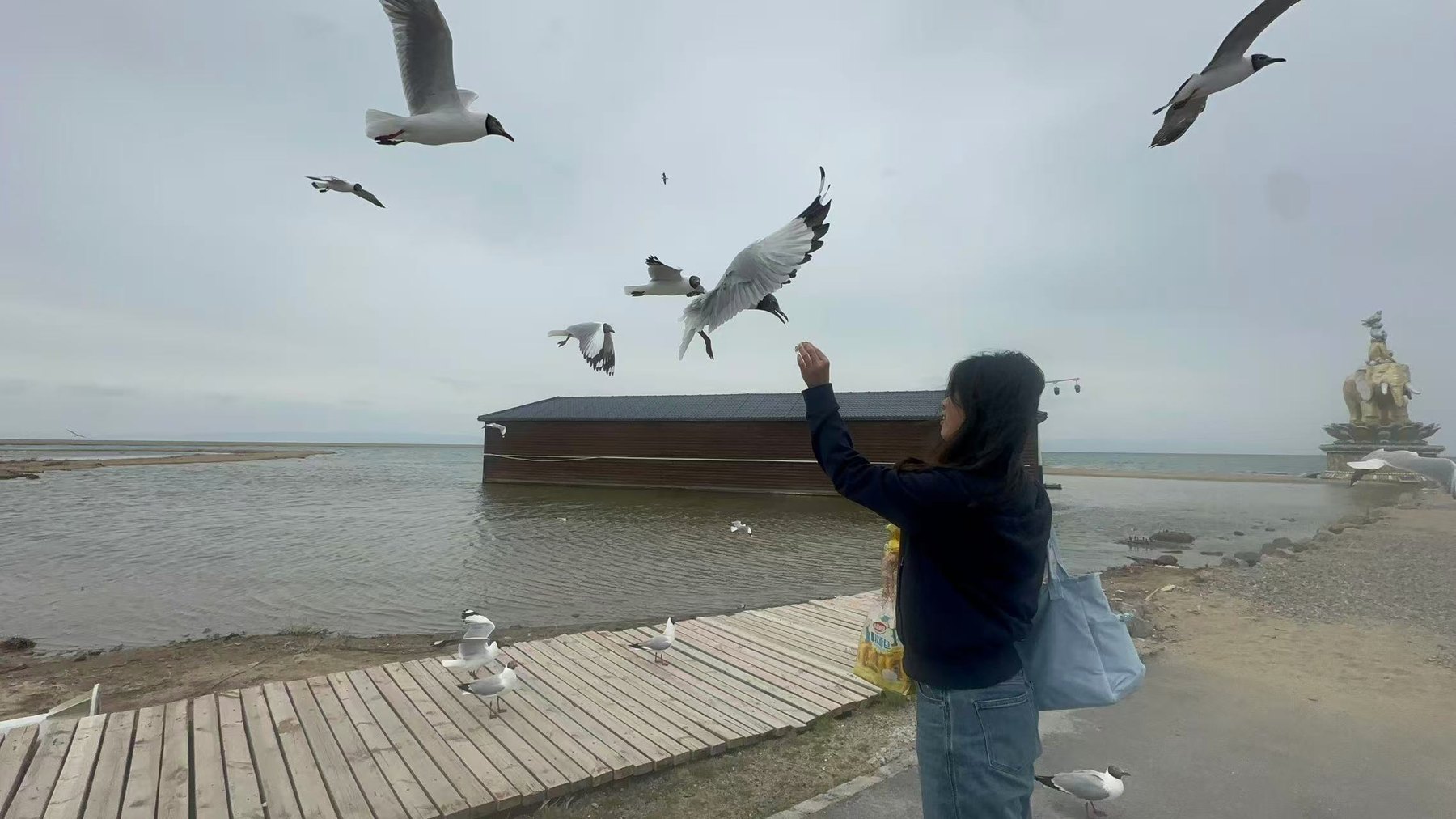 许琬苓在青海湖边喂鸟